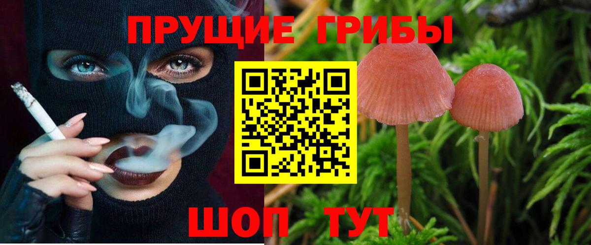 Псилоцибиновые грибы Psilocybe Краснодар